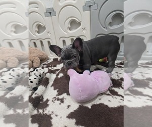 French Bulldog Puppy for sale in NORTH PORT, FL, USA