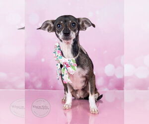 Chiweenie Dogs for adoption in Tuscaloosa, AL, USA