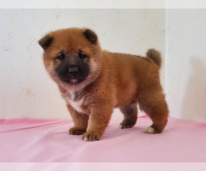 Shiba Inu Puppy for sale in CLARK, MO, USA