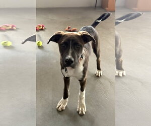 Great Dane-Labrador Retriever Mix Dogs for adoption in Genesee, WI, USA