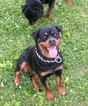 Small Photo #21 Rottweiler Puppy For Sale in VONORE, TN, USA