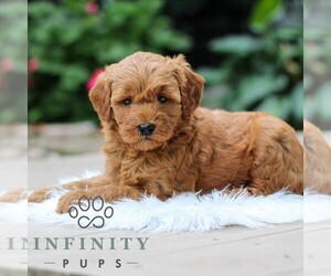 Goldendoodle (Miniature) Puppy for Sale in LEOLA, Pennsylvania USA