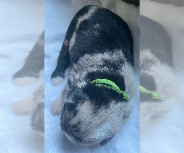 Medium Photo #6 F2 Aussiedoodle Puppy For Sale in ONAWAY, MI, USA