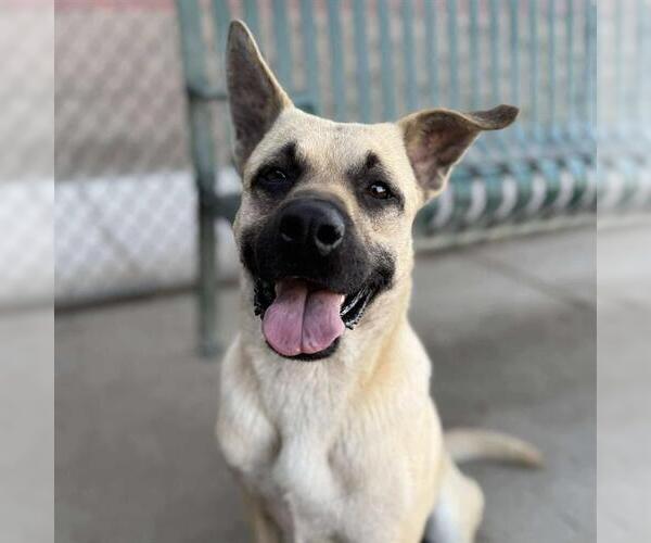 Medium Photo #1 German Shepherd Dog-Unknown Mix Puppy For Sale in Modesto, CA, USA