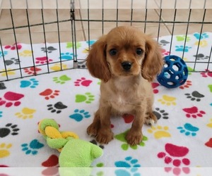 Cavalier King Charles Spaniel Puppy for sale in ORO VALLEY, AZ, USA