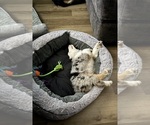 Small #2 Miniature Australian Shepherd