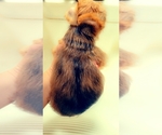 Small Photo #8 Yorkshire Terrier Puppy For Sale in KATY, TX, USA