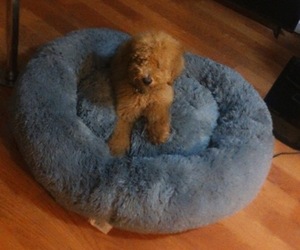 Doodle-Poodle (Miniature) Mix Puppy for sale in WINSTON SALEM, NC, USA