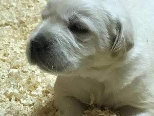 Labrador Retriever Puppy for sale in SOUTH EASTON, MA, USA