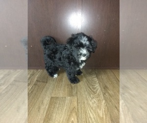 Yorkshire Terrier Puppy for sale in LAPEER, MI, USA