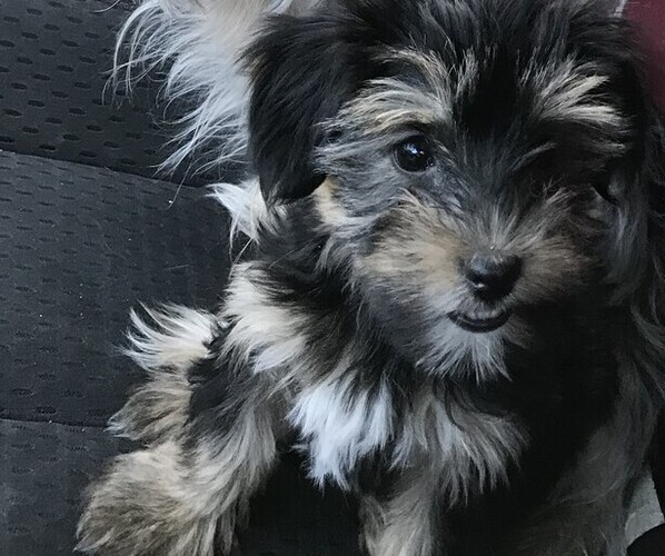 Medium Photo #1 YorkiePoo-Yorkshire Terrier Mix Puppy For Sale in CYPRESS MILL, TX, USA