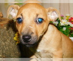 Small Photo #3 Jack Russell Terrier Puppy For Sale in HAMMOND, IN, USA