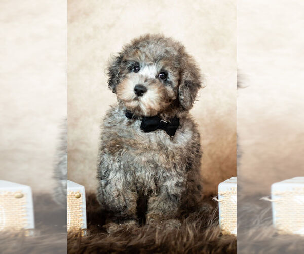 Medium Photo #15 Poodle (Toy) Puppy For Sale in WARSAW, IN, USA
