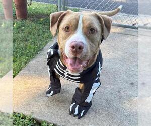 American Staffordshire Terrier Dogs for adoption in Murfreesboro, TN, USA