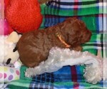 Small Photo #13 Poodle (Standard) Puppy For Sale in CLATSKANIE, OR, USA