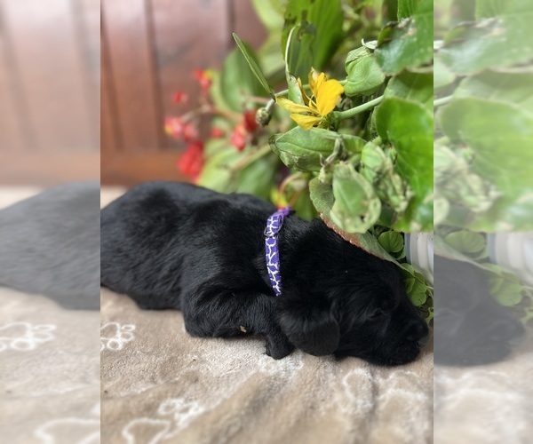 Medium Photo #15 Labrador Retriever Puppy For Sale in NEOLA, WV, USA