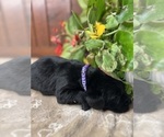 Small #14 Labrador Retriever