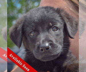 Mutt Dogs for adoption in Huntley, IL, USA