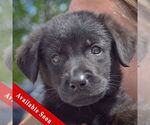 Small Mutt