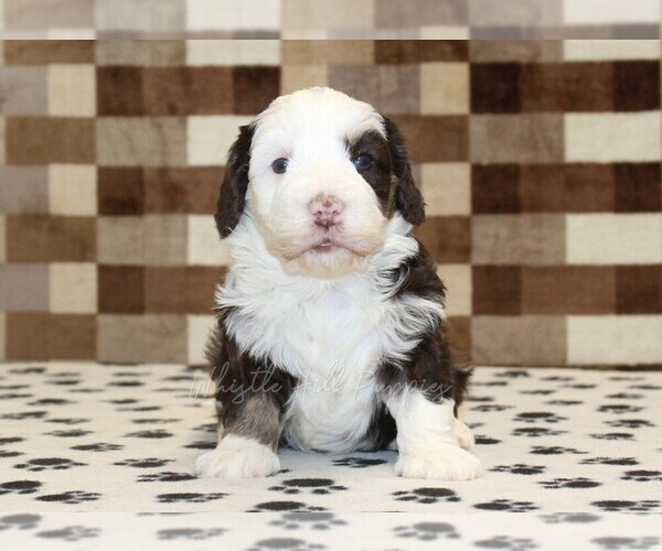 Medium Photo #2 Bernedoodle (Miniature) Puppy For Sale in DENVER, PA, USA