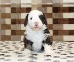Small #1 Bernedoodle (Miniature)