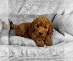 Small #1 Goldendoodle (Miniature)