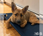 Small #6 German Shepherd Dog Mix