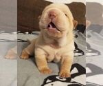 Small Photo #3 Chinese Shar-Pei Puppy For Sale in APPLE VALLEY, CA, USA