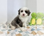Small #6 Miniature Bernedoodle