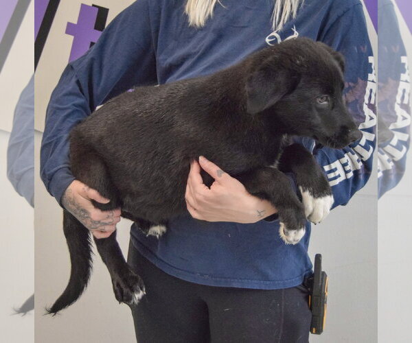 Medium Photo #3 Gerberian Shepsky Puppy For Sale in Huntley, IL, USA