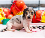Small #8 Dachshund