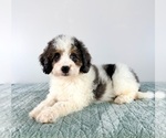 Small #4 Bernedoodle (Miniature)