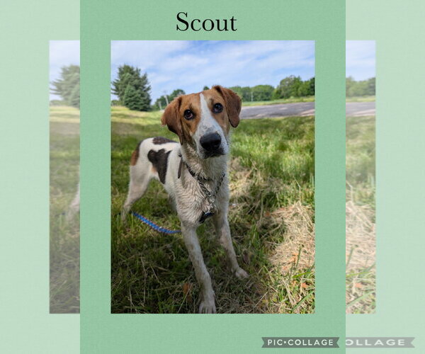 Medium Photo #2 Beagle-Unknown Mix Puppy For Sale in Kewanee, IL, USA