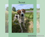 Small #1 Beagle Mix