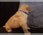Small Photo #14 Golden Retriever Puppy For Sale in CLAREMORE, OK, USA