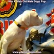 Small Photo #237 Dogo Argentino Puppy For Sale in JANE, MO, USA