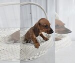 Small Photo #10 Dachshund Puppy For Sale in GREENWOOD, WI, USA