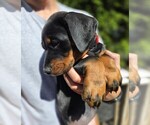 Small Photo #42 Doberman Pinscher Puppy For Sale in WHEELING, IL, USA
