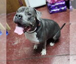 Small #15 American Pit Bull Terrier Mix