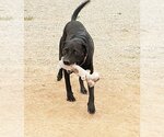 Small Photo #4 Mastador Puppy For Sale in Peralta, NM, USA