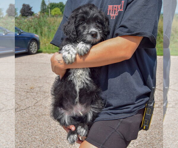 Medium Photo #3 Mutt Puppy For Sale in Huntley, IL, USA