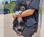 Small #2 Mutt