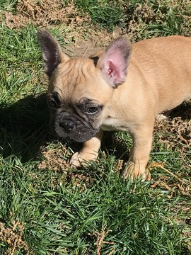 Medium Photo #6 French Bulldog Puppy For Sale in FRUITVALE, CO, USA