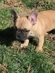 Small Photo #6 French Bulldog Puppy For Sale in FRUITVALE, CO, USA