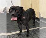 PANTHER - Male Mutt Dog for Adoption - Small photo