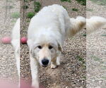 Small #4 Great Pyrenees Mix