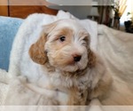 Small #4 Lhasa Apso