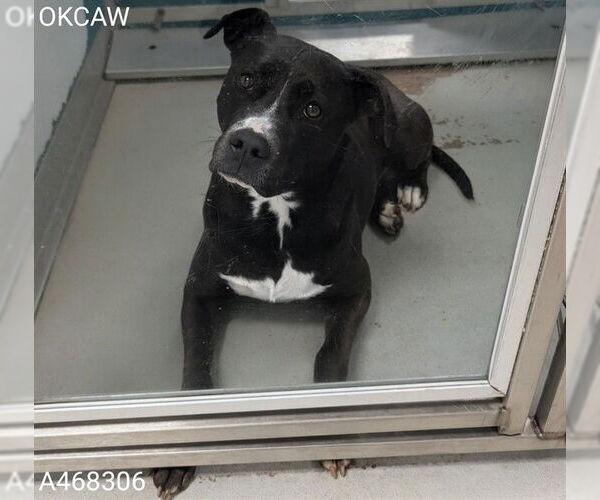 Medium Photo #1 Mutt Puppy For Sale in Oklahoma City, OK, USA