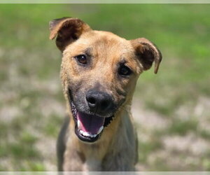 Black Mouth Cur-Unknown Mix Dogs for adoption in Anniston, AL, USA
