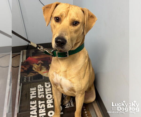 Medium Photo #3 Labrador Retriever-Retriever  Mix Puppy For Sale in Washington, DC, USA